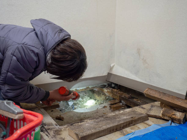 Best Black Mold Removal  in Three Oaks, FL