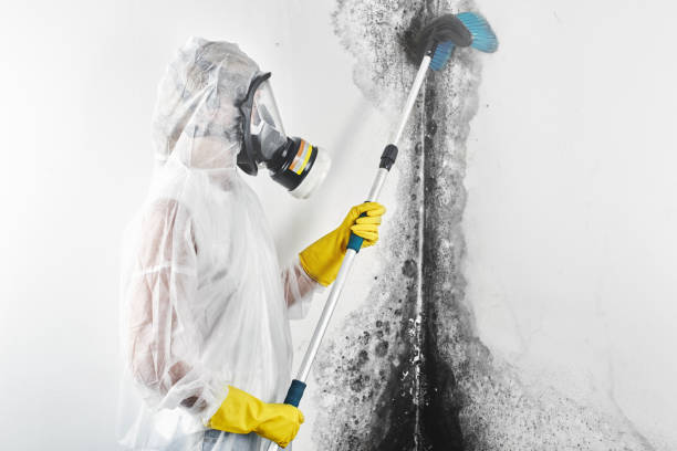 Best Asbestos and Lead Testing During Mold Inspection  in Three Oaks, FL